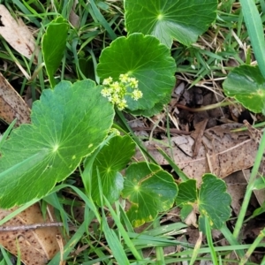 Hydrocotyle bonariensis at Narrawallee, NSW - 1 Oct 2022 04:43 PM