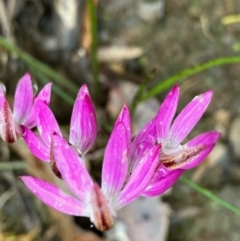 Caladenia fuscata (Dusky Fingers) at Fentons Creek, VIC - 26 Sep 2022 by KL