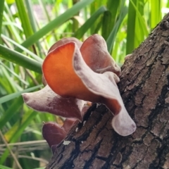 Auricularia cornea (Auricularia cornea) at Narrawallee, NSW - 1 Oct 2022 by trevorpreston