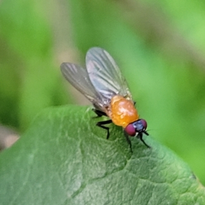 Unidentified True fly (Diptera) at Narrawallee, NSW - 1 Oct 2022 by trevorpreston
