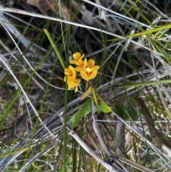 Platylobium parviflorum (Small-flowered Flat-pea) at Congo, NSW - 1 Oct 2022 by RosD