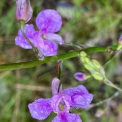 Arthropodium strictum (Chocolate Lily) at Fentons Creek, VIC - 26 Sep 2022 by KL