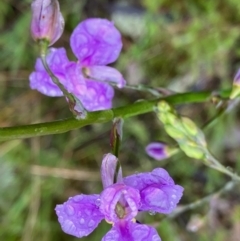 Arthropodium strictum (Chocolate Lily) at Fentons Creek, VIC - 26 Sep 2022 by KL