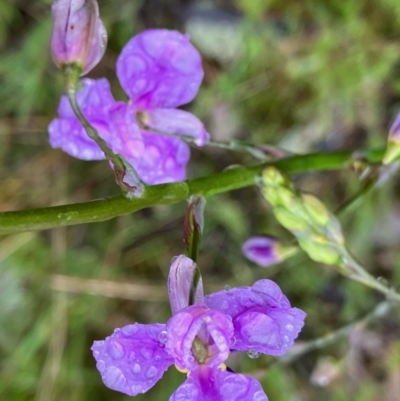 Arthropodium strictum (Chocolate Lily) at Fentons Creek, VIC - 26 Sep 2022 by KL