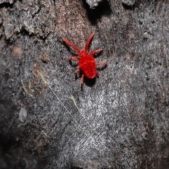 Trombidiidae (family) (Red velvet mite) at ANBG - 3 Jun 2022 by TimL