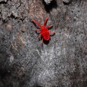 Trombidiidae (family) at Acton, ACT - 3 Jun 2022