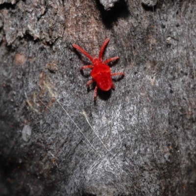 Trombidiidae (family) (Red velvet mite) at ANBG - 3 Jun 2022 by TimL