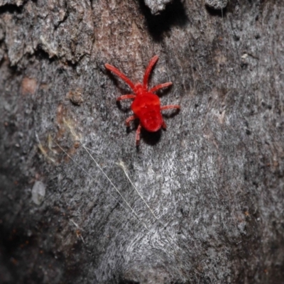 Trombidiidae (family) (Red velvet mite) at Acton, ACT - 3 Jun 2022 by TimL