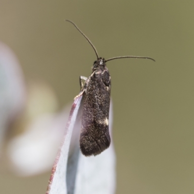 Leistomorpha brontoscopa (A concealer moth) at McKellar, ACT - 26 Sep 2022 by AlisonMilton