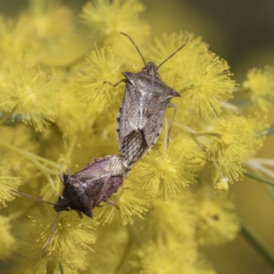 Oechalia schellenbergii (Spined Predatory Shield Bug) at McKellar, ACT - 26 Sep 2022 by AlisonMilton