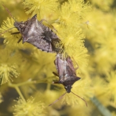 Oechalia schellenbergii at McKellar, ACT - 26 Sep 2022