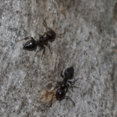 Crematogaster sp. (genus) (Acrobat ant, Cocktail ant) at Evatt, ACT - 26 Sep 2022 by AlisonMilton