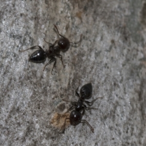 Crematogaster sp. (genus) at Evatt, ACT - 26 Sep 2022 11:41 AM