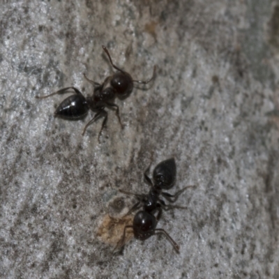 Crematogaster sp. (genus) (Acrobat ant, Cocktail ant) at Evatt, ACT - 26 Sep 2022 by AlisonMilton