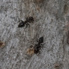 Crematogaster sp. (genus) at Evatt, ACT - 26 Sep 2022 11:41 AM