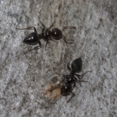 Crematogaster sp. (genus) at Evatt, ACT - 26 Sep 2022 11:41 AM