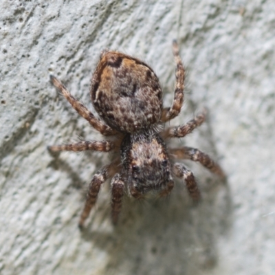 Servaea incana (Hoary Servaea) at Evatt, ACT - 26 Sep 2022 by AlisonMilton