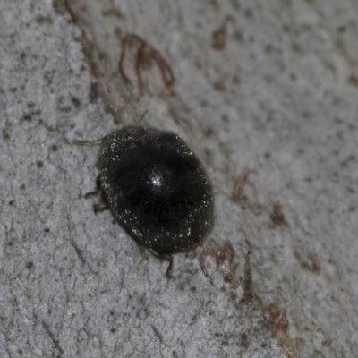 Coccinellidae (family) (Unidentified lady beetle) at Evatt, ACT - 26 Sep 2022 by AlisonMilton