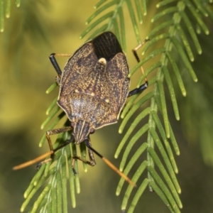 Poecilometis strigatus at Evatt, ACT - 26 Sep 2022