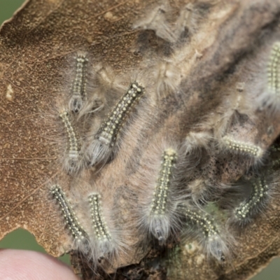 Uraba lugens (Gumleaf Skeletonizer) at Evatt, ACT - 26 Sep 2022 by AlisonMilton