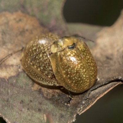 Paropsisterna cloelia (Eucalyptus variegated beetle) at Evatt, ACT - 26 Sep 2022 by AlisonMilton