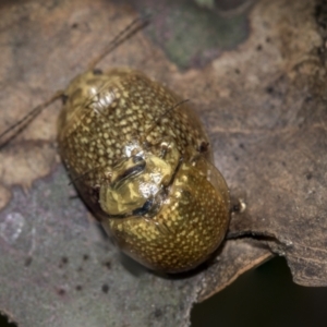 Paropsisterna cloelia at Evatt, ACT - 26 Sep 2022