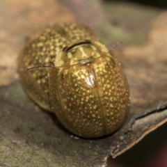 Paropsisterna cloelia at Evatt, ACT - 26 Sep 2022