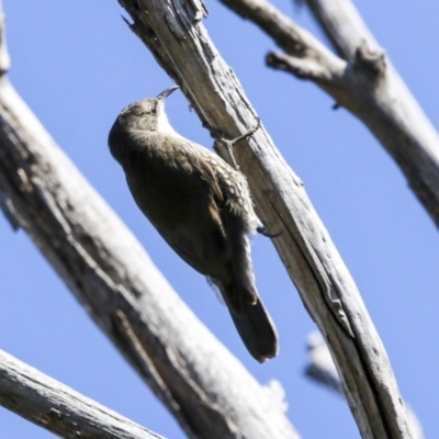 Cormobates leucophaea (White-throated Treecreeper) at The Pinnacle - 18 Sep 2022 by AlisonMilton