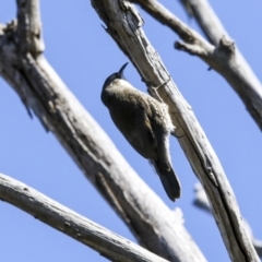 Cormobates leucophaea at Hawker, ACT - 18 Sep 2022