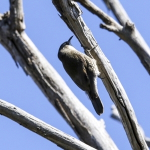 Cormobates leucophaea at Hawker, ACT - 18 Sep 2022 11:03 AM