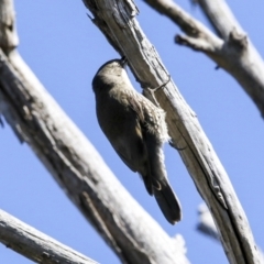 Cormobates leucophaea at Hawker, ACT - 18 Sep 2022 11:03 AM