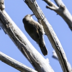 Cormobates leucophaea at Hawker, ACT - 18 Sep 2022