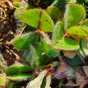 Trifolium subterraneum at Gundaroo, NSW - 1 Oct 2022