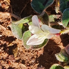 Trifolium subterraneum at Gundaroo, NSW - 1 Oct 2022