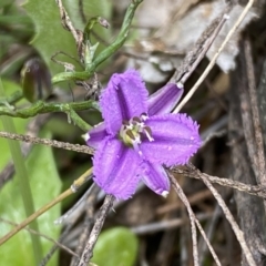 Thysanotus patersonii (Twining Fringe Lily) at Molonglo Valley, ACT - 1 Oct 2022 by SteveBorkowskis