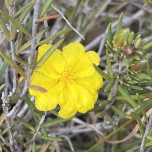 Hibbertia calycina at Molonglo Valley, ACT - 1 Oct 2022