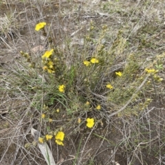 Hibbertia calycina at Molonglo Valley, ACT - 1 Oct 2022