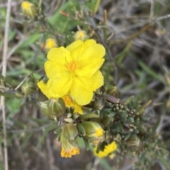 Hibbertia calycina at Molonglo Valley, ACT - 1 Oct 2022