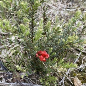 Grevillea alpina at Molonglo Valley, ACT - 1 Oct 2022 11:06 AM