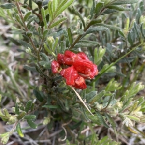 Grevillea alpina at Molonglo Valley, ACT - 1 Oct 2022