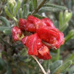 Grevillea alpina at Molonglo Valley, ACT - 1 Oct 2022 11:06 AM