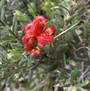 Grevillea alpina at Molonglo Valley, ACT - 1 Oct 2022 11:06 AM