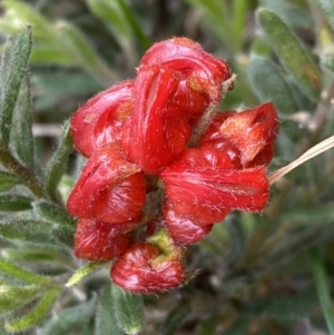 Grevillea alpina at Molonglo Valley, ACT - 1 Oct 2022 11:06 AM