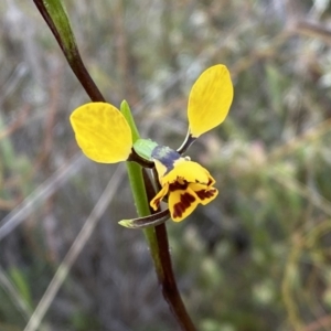 Diuris nigromontana at Molonglo Valley, ACT - 1 Oct 2022