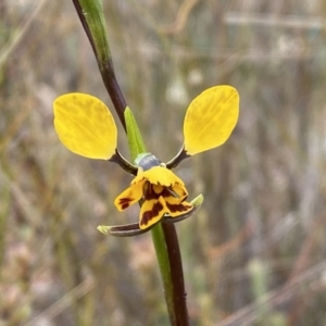 Diuris nigromontana at Molonglo Valley, ACT - 1 Oct 2022