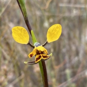 Diuris nigromontana at Molonglo Valley, ACT - 1 Oct 2022