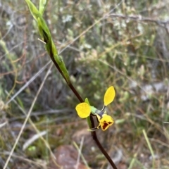 Diuris nigromontana at Molonglo Valley, ACT - 1 Oct 2022