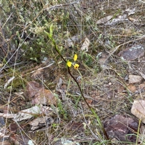 Diuris nigromontana at Molonglo Valley, ACT - 1 Oct 2022