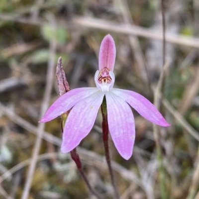 Caladenia fuscata (Dusky Fingers) at Molonglo Valley, ACT - 1 Oct 2022 by Steve_Bok