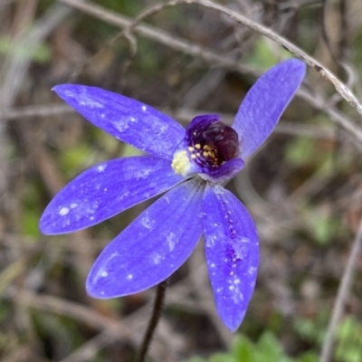 Cyanicula caerulea (Blue Fingers, Blue Fairies) at Molonglo Valley, ACT - 1 Oct 2022 by Steve_Bok